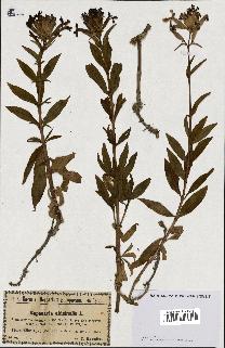 spécimen de Saponaria officinalis