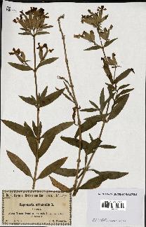 spécimen de Saponaria officinalis