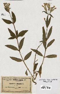 spécimen de Saponaria officinalis