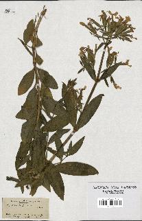 spécimen de Saponaria officinalis