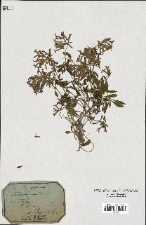 spécimen de Saponaria ocymoides
