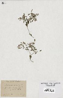 spécimen de Saponaria ocymoides