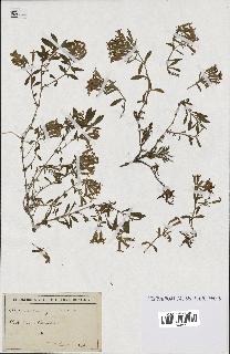 spécimen de Saponaria ocymoides