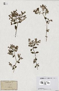spécimen de Saponaria ocymoides