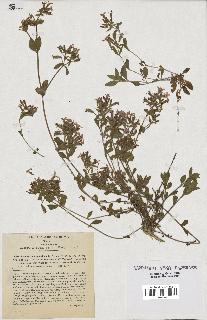 spécimen de Saponaria ocymoides
