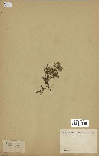 spécimen de Saponaria ocymoides