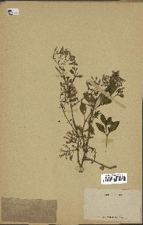 spécimen de Saponaria ocymoides