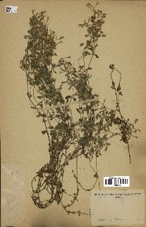 spécimen de Saponaria ocymoides