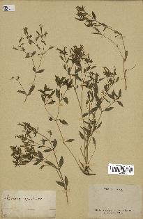 spécimen de Saponaria ocymoides