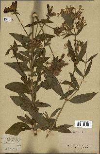 spécimen de Saponaria officinalis