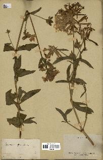 spécimen de Saponaria officinalis