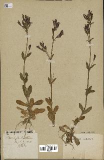 spécimen de Silene nicaeensis