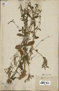 spécimen de Silene hispida