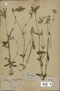 spécimen de Silene hispida