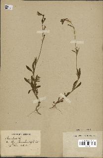 spécimen de Silene imbricata