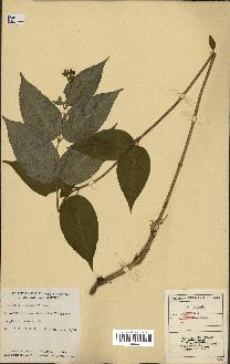 spécimen de Diervilla lonicera