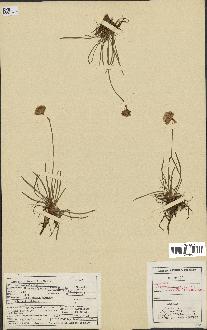 spécimen de Armeria maritima