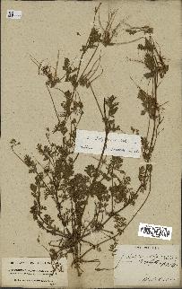 spécimen de Erodium cicutarium