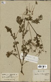 spécimen de Erodium cicutarium