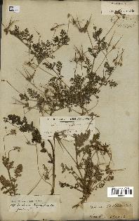 spécimen de Erodium cicutarium