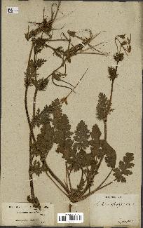 spécimen de Erodium botrys