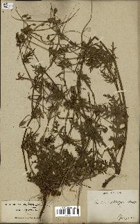 spécimen de Erodium botrys