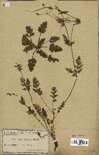 spécimen de Erodium botrys