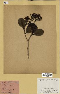 spécimen de Eugenia sp.