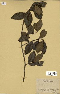 spécimen de Eugenia sp.