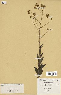 spécimen de Isatis tinctoria