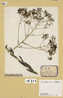spécimen de Isatis tinctoria