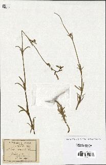 spécimen de Silene nicaeensis