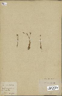 spécimen de Silene laeta