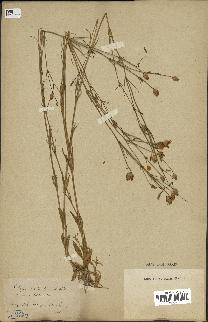 spécimen de Silene laeta