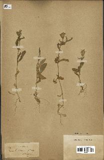 spécimen de Silene noctiflora