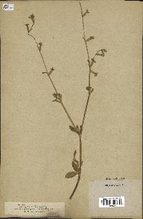spécimen de Silene dichotoma