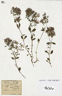 spécimen de Saponaria ocymoides