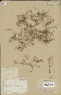 spécimen de Gypsophila muralis