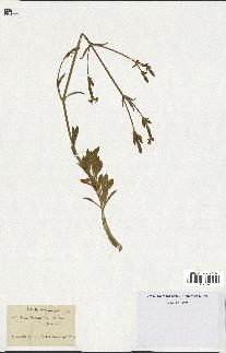 spécimen de Silene fruticosa