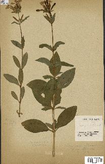 spécimen de Saponaria officinalis