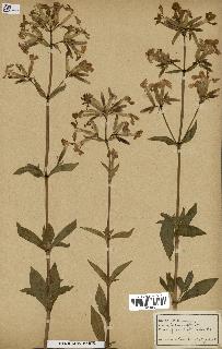 spécimen de Saponaria officinalis