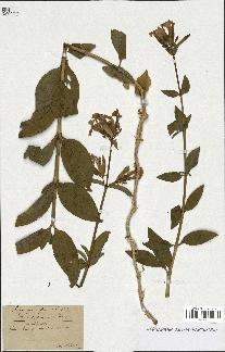 spécimen de Saponaria officinalis