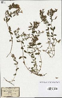 spécimen de Saponaria ocymoides