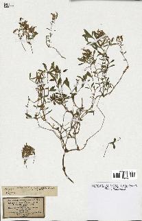 spécimen de Saponaria ocymoides