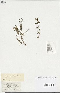 spécimen de Saponaria ocymoides