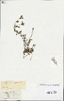 spécimen de Saponaria ocymoides