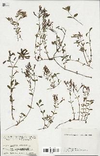 spécimen de Saponaria ocymoides