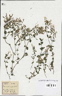 spécimen de Saponaria ocymoides