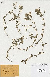 spécimen de Saponaria ocymoides