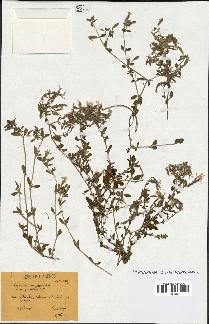 spécimen de Saponaria ocymoides